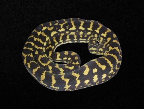 Black and Gold Jungle Python | Morelia spilota cheynei