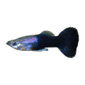 Black Guppy Male | Poecilia reticulata