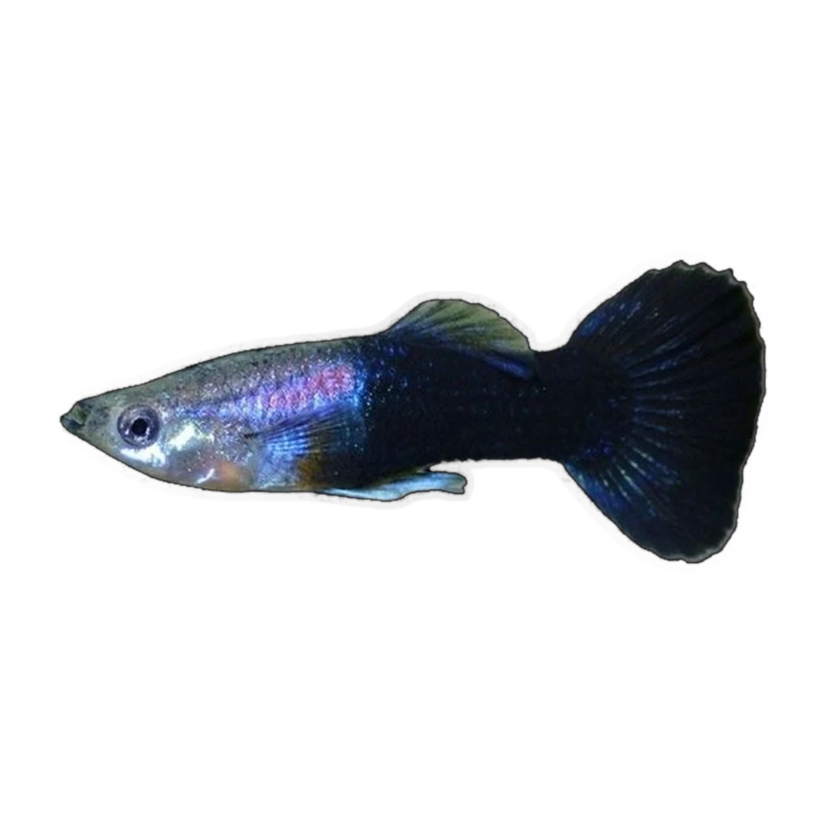 Black Guppy Male | Poecilia reticulata