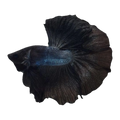 Black Halfmoon Betta Male