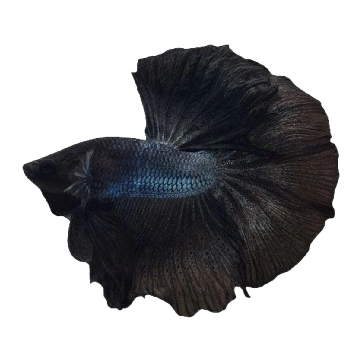 Black Halfmoon Betta Male