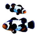 Black Ice Clownfish Pair | Amphiprion ocellaris