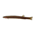 Black Kuhli Loach