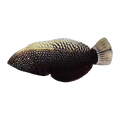Black Leopard Wrasse | Macropharyngodon negrosensis