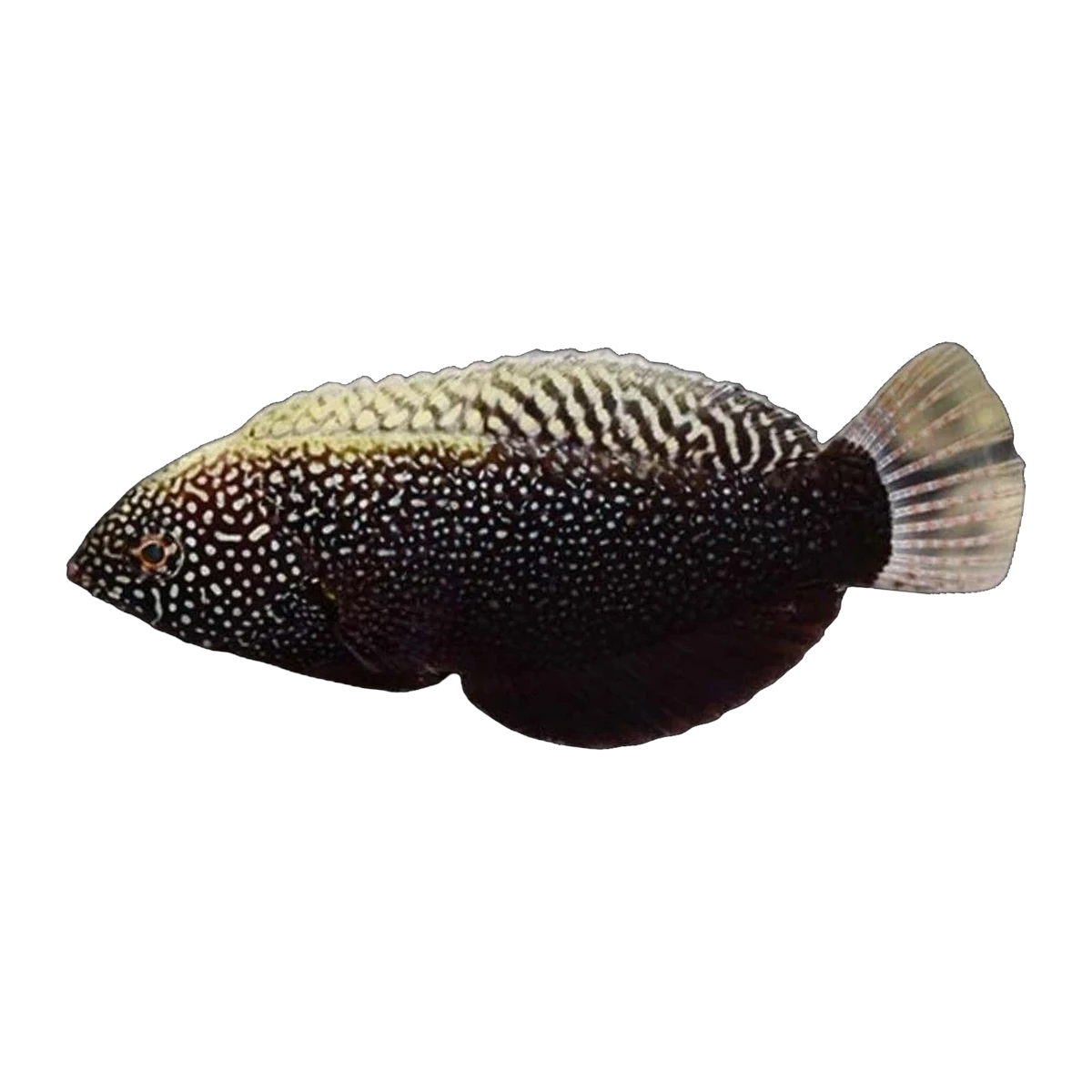 Black Leopard Wrasse | Macropharyngodon negrosensis