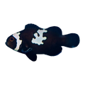 Black Lightning Clownfish Pair | Amphiprion ocellaris