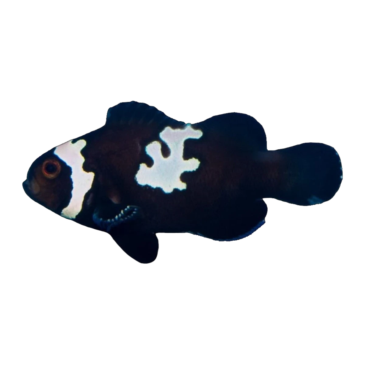 Black Lightning Clownfish Pair | Amphiprion ocellaris