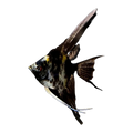 Black Marble Angelfish