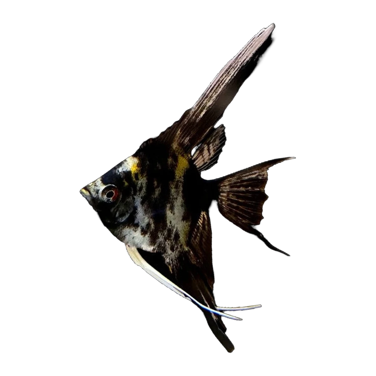 Black Marble Angelfish