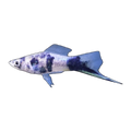 Black Marble Swordtail | Xiphophorus hellerii