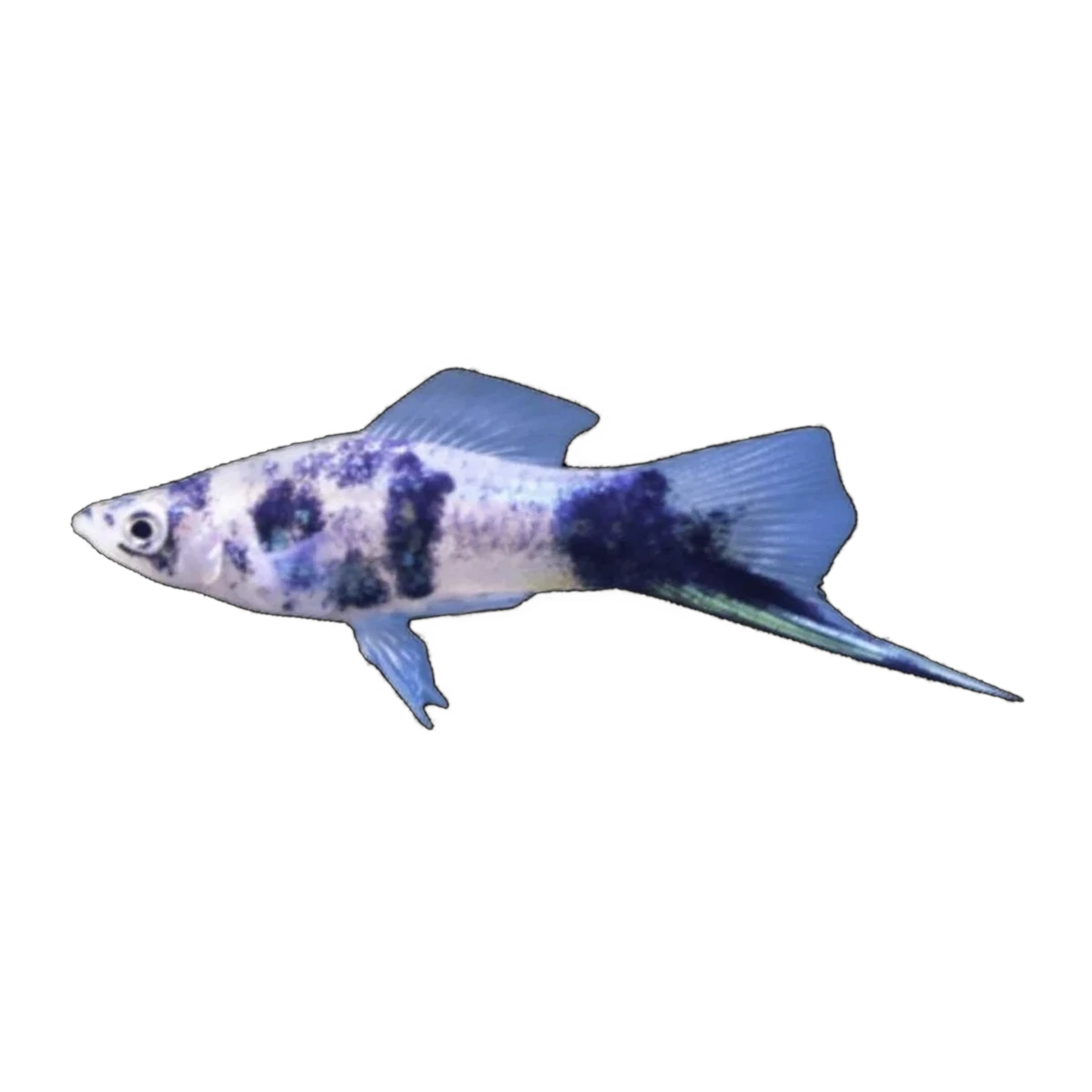 Black Marble Swordtail | Xiphophorus hellerii
