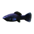Black Molly | Poecilia sphenops