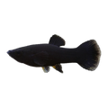 Black Molly x Guppy | Poecilia sphenops x reticulata