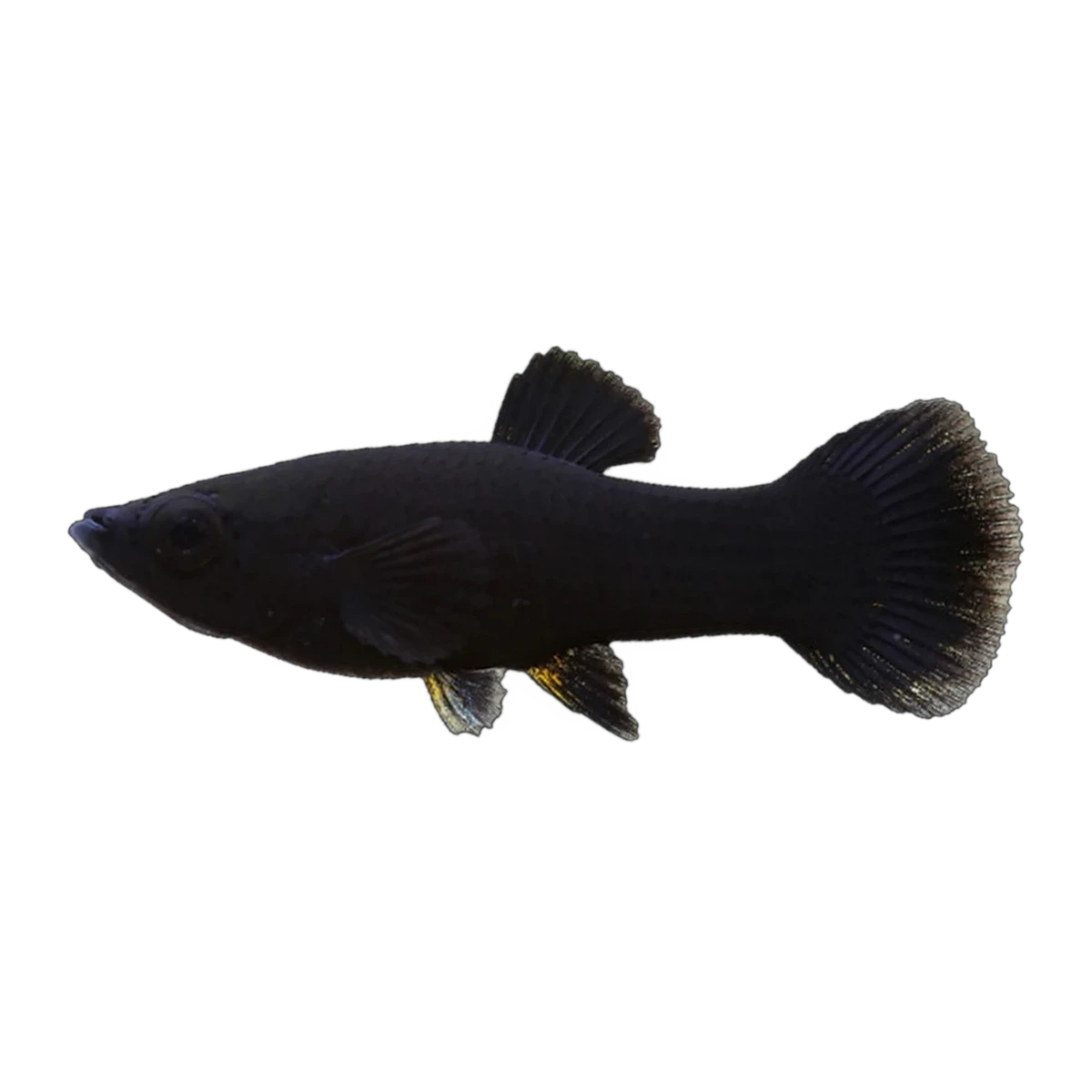 Black Molly x Guppy | Poecilia sphenops x reticulata