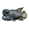 Black Nasty Cichlid (Nandopsis haitiensis), side profile facing right