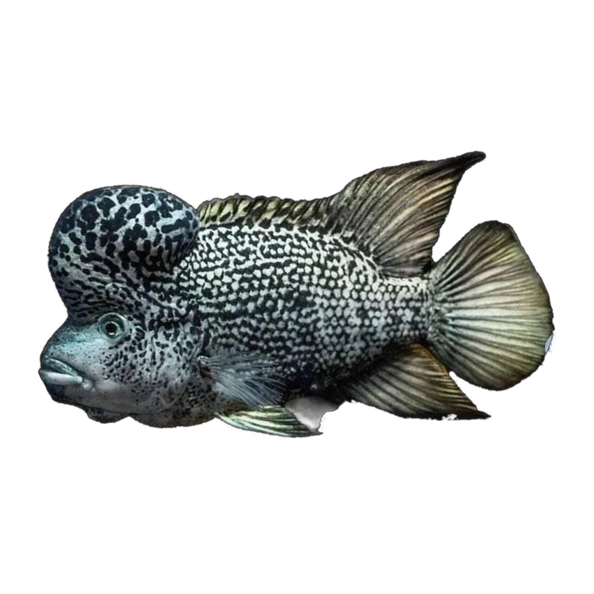 Black Nasty Cichlid (Nandopsis haitiensis), side profile facing right