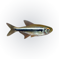 Black Neon Tetra | Hyphessobrycon herbertaxelrodi