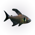 Black Phantom Tetra | Hyphessobrycon megalopterus