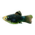 Black Platy | Xiphophorus maculatus