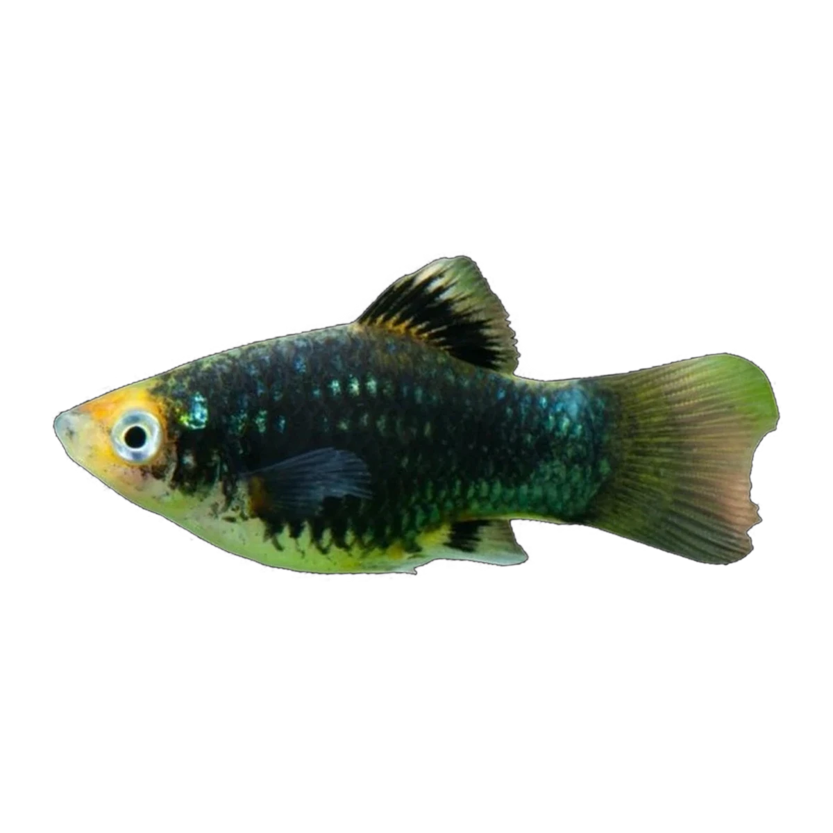 Black Platy | Xiphophorus maculatus
