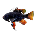 Black Ram (Mikrogeophagus ramirezi), side profile facing right