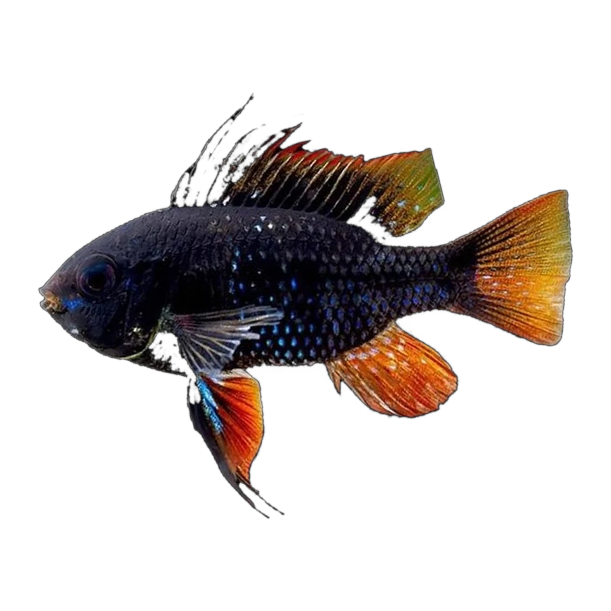 Black Ram (Mikrogeophagus ramirezi), side profile facing right
