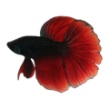 Black & Red Halfmoon Male