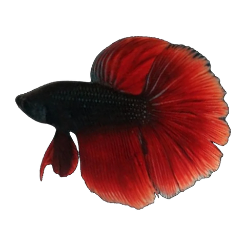 Black & Red Halfmoon Male