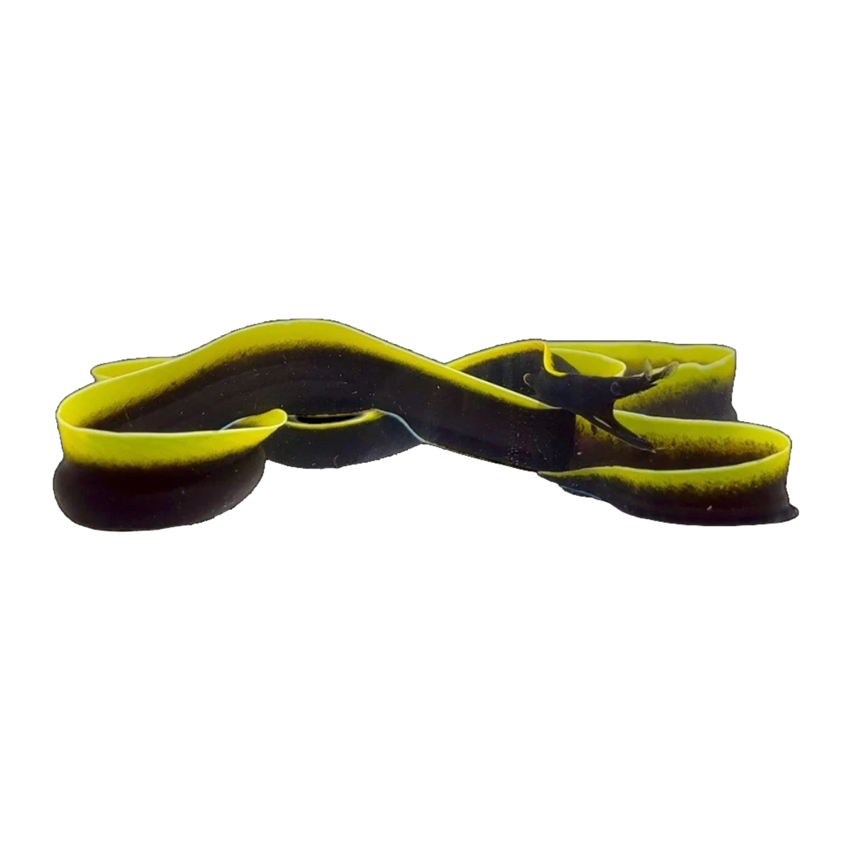 Black Ribbon Eel | Rhinomuraena quaesita