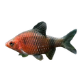 Black Ruby Barb