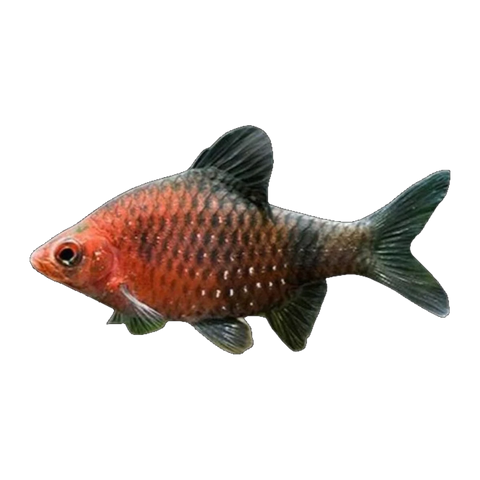 Black Ruby Barb