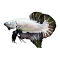 Black Samurai Short Fin Fighting Fish | Betta splendens