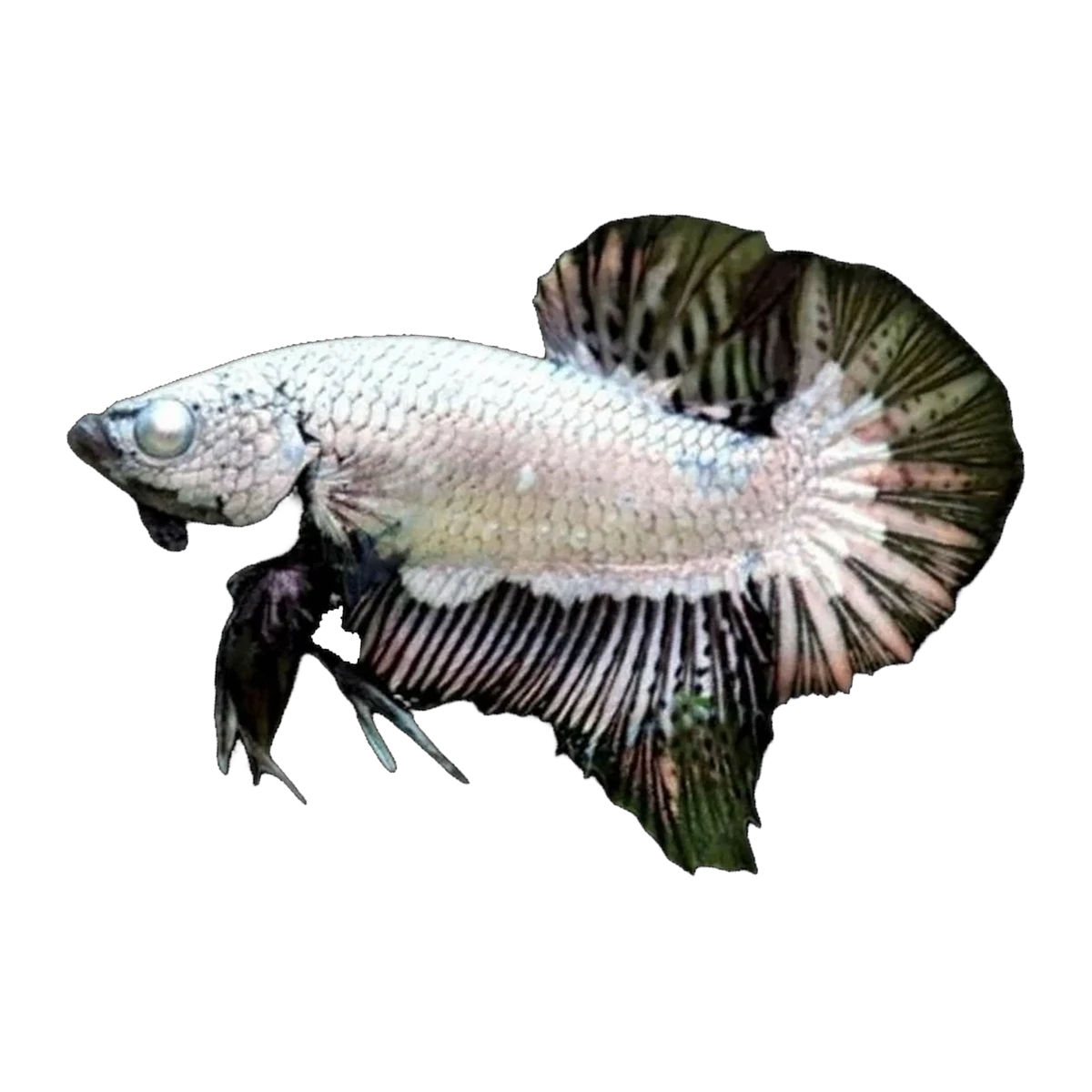 Black Samurai Short Fin Fighting Fish | Betta splendens