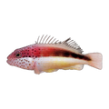Black-Sided Hawkfish | Paracirrhites forsteri