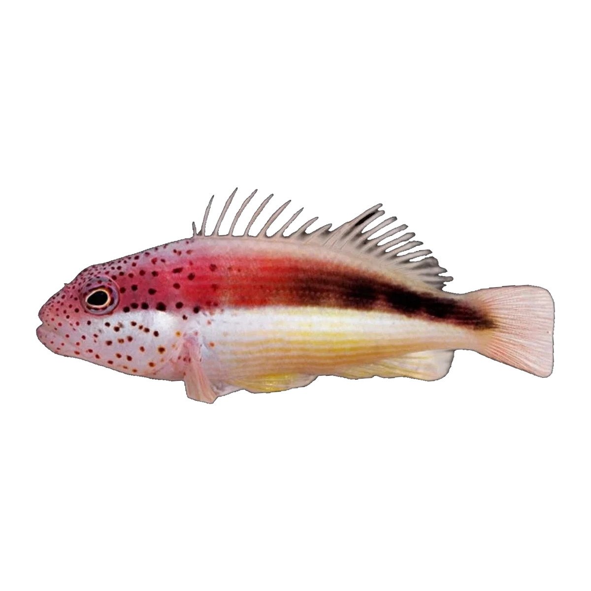 Black-Sided Hawkfish | Paracirrhites forsteri