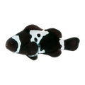 Black Snowflake Clownfish Pair | Amphiprion ocellaris