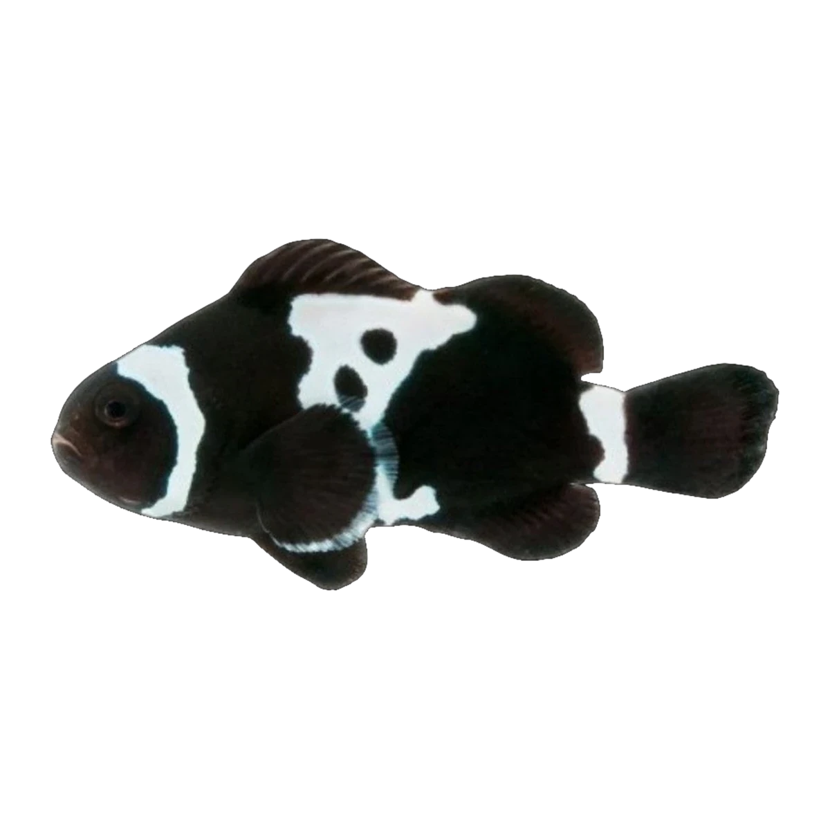 Black Snowflake Clownfish Pair | Amphiprion ocellaris