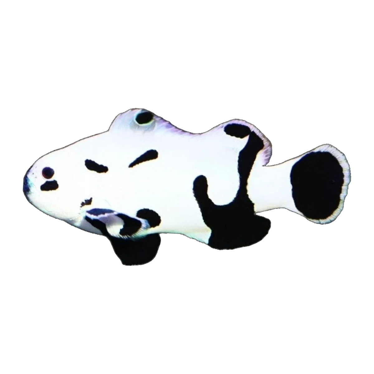 Black Storm Clownfish Pair | Amphiprion ocellaris