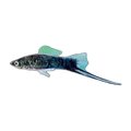 Black Swordtail | Xiphophorus hellerii