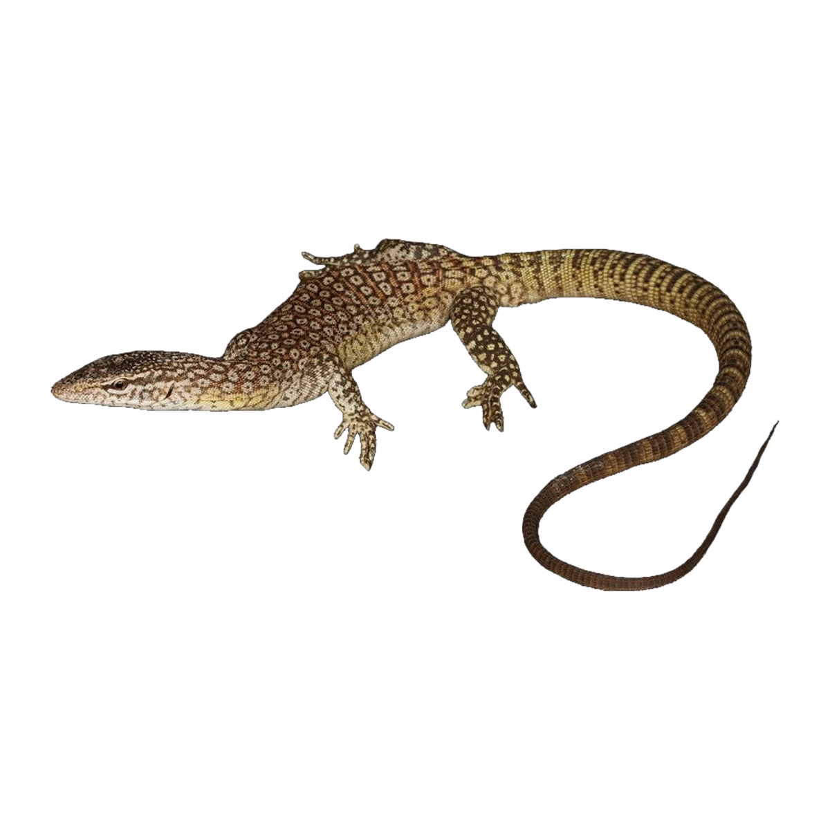 Black-tailed Monitor Pair | Varanus tristis orientalis