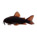 Black Venezuelan Corydoras
