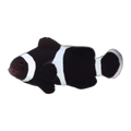 Black & White Captive-Bred Ocellaris Clownfish | Amphiprion ocellaris