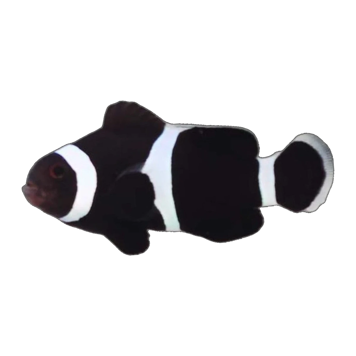 Black & White Captive-Bred Ocellaris Clownfish | Amphiprion ocellaris