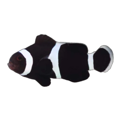 Black & White Captive-Bred Ocellaris Clownfish | Amphiprion ocellaris