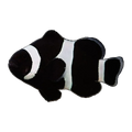 Black & White Ocellaris Clownfish Tank Raised | Amphiprion ocellaris