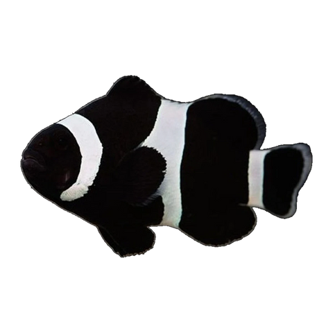 Black & White Ocellaris Clownfish Tank Raised | Amphiprion ocellaris