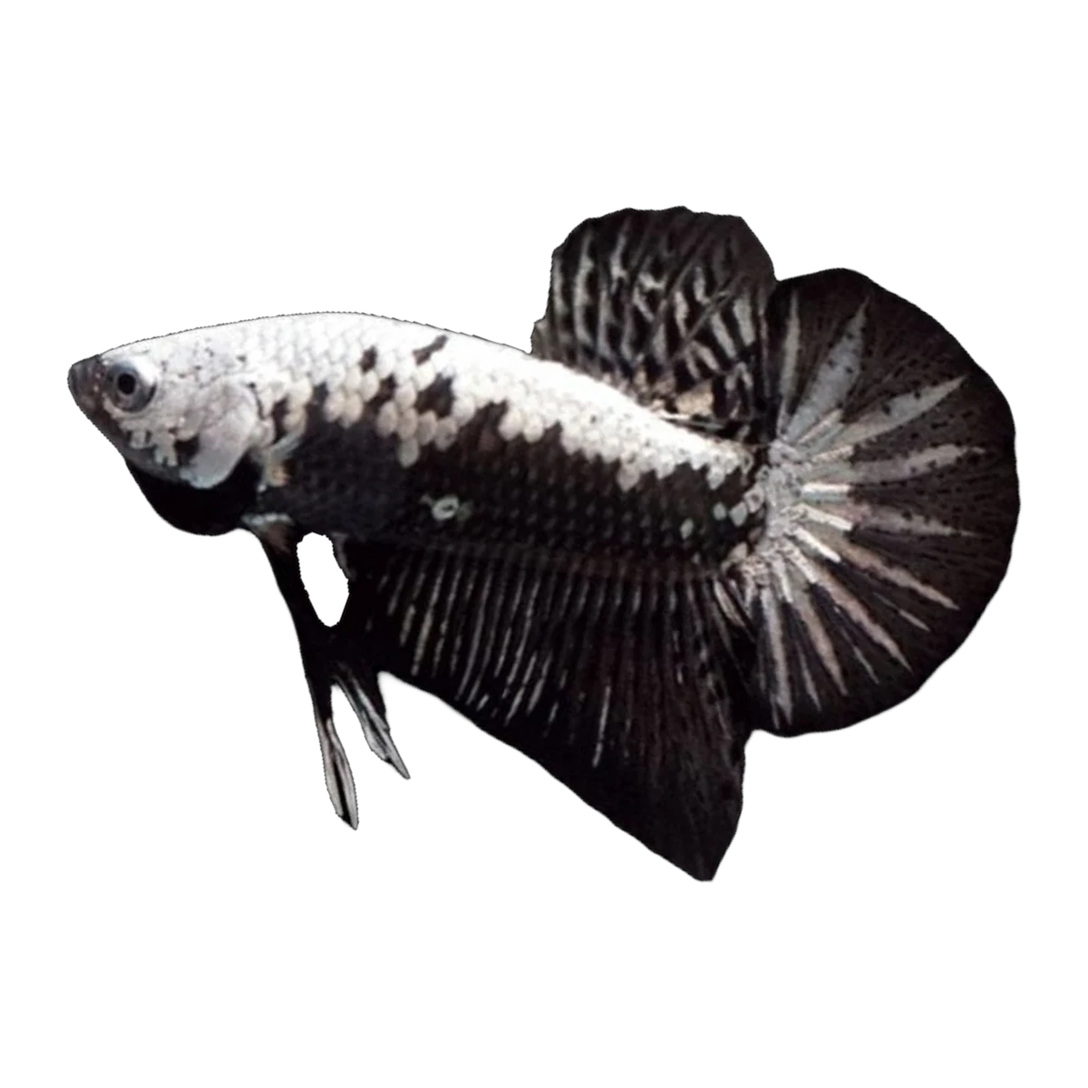 Black & White Samurai Female