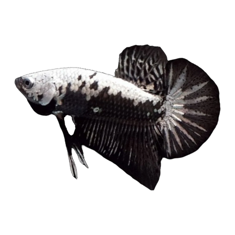 Black & White Samurai Female
