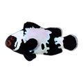 Black & White Snowflake Clownfish | Amphiprion ocellaris