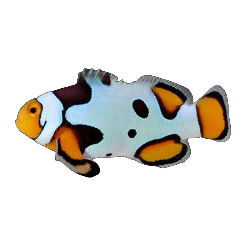 Black & White Snowflake Clownfish | Amphiprion ocellaris